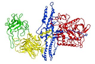 Protein Botulinumtoxin.jpeg